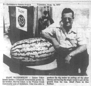 man kneels by a large watermelon