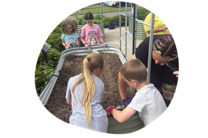 Sweet Potatoes children dig into a raised bed to plant sweet potatoes