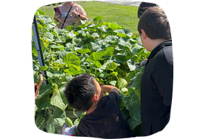 SS cucumbers children look for cucumbers underneath the plant's leaves