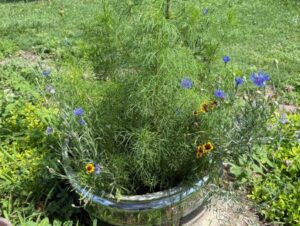 a pot of native wildflowers