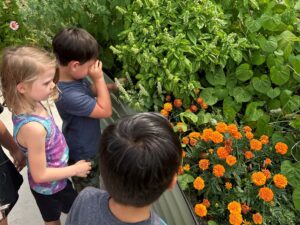 Children are looking at orange flowers in the Library's garden.