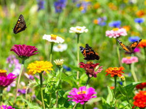 butterflies are flying around a variety of flowers
