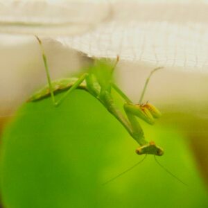A small mantis hanging upside down.